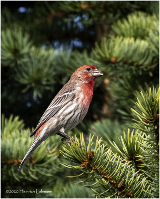 KP26132-House Finch-male.jpg