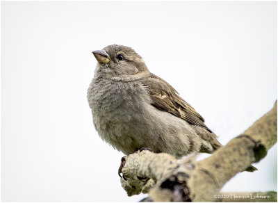 KP26138-House Sparrow-female.jpg