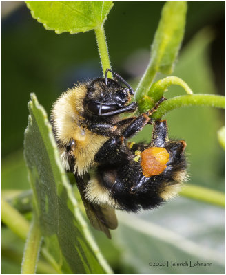 KS27028-Golden Northern Bumble Bee.jpg