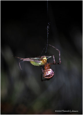 KS27269-spider with prey.jpg