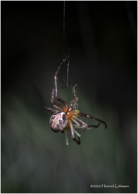 KS27270-spider with prey.jpg