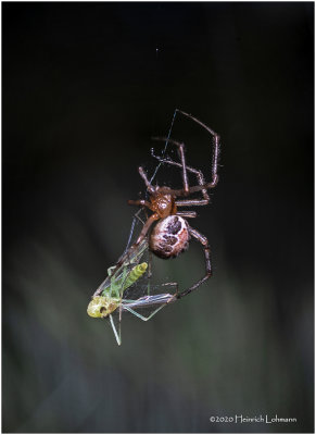 KS27271-spider wit prey.jpg