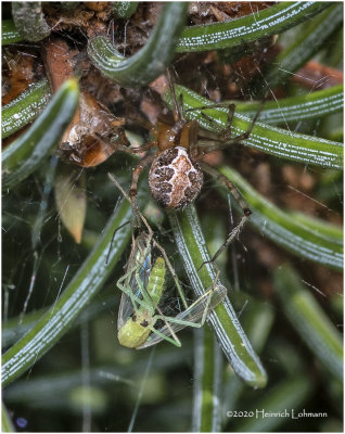 KS27273-Tiny spider with prey (midget).jpg