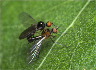 KS27593-Tiniest of flies mating.jpg