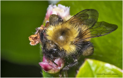 KS27652-Bumble Bee.jpg