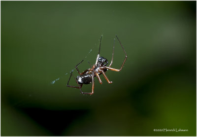 KS27726-unidentified Spider.jpg