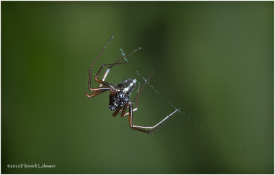 KS27729-unidentified Spider.jpg