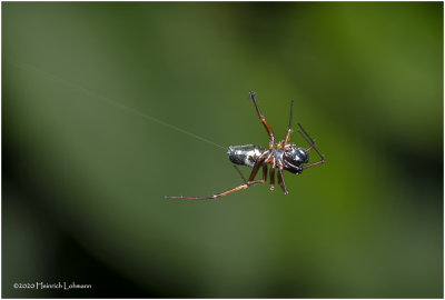 KS27748-unidentified Spider.jpg