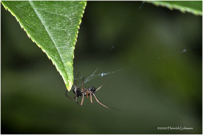 KS27757-unidentified Spider.jpg
