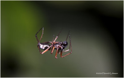 KS27758-unidentified Spider.jpg