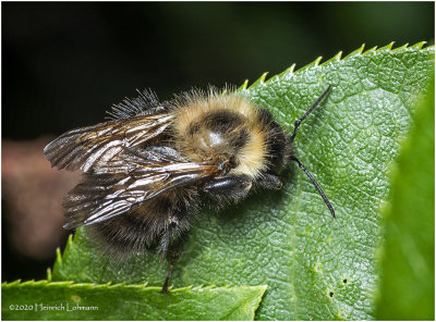 KS28004-Unidentified Bee.jpg