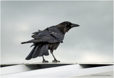DSC2263-American Crow.jpg