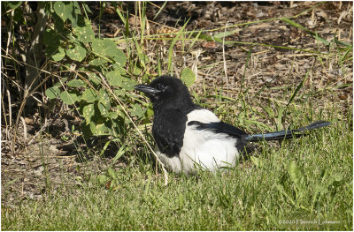 DSC2274-Black-billed Magpie.jpg