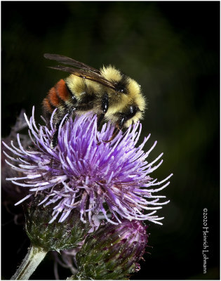 KS28861red-tailed Bumble Bee.jpg
