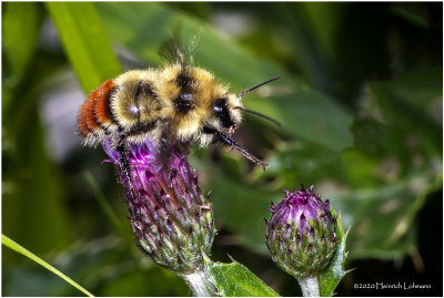 KS28865-Red-tailed Bumble Bee.jpg