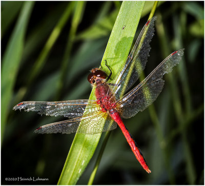 KS28937-Red Skimmer.jpg