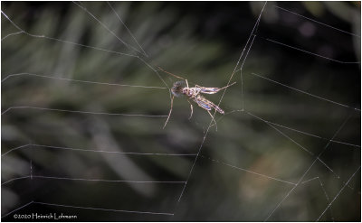 KS28953-spider web.jpg