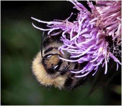 KS29057-Bumble Bee.jpg