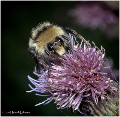 KS29072-Bumble Bee.jpg