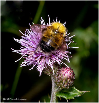 KS29135-Bumble Bee.jpg