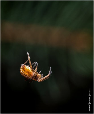KS29301-tiny spider.jpg