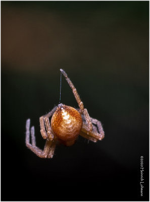 KS29303-tiny spider.jpg