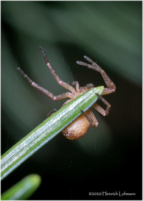 KS29306-tiny spider.jpg