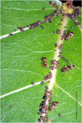 KS29718a-Ants farming Aphids.jpg