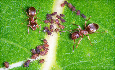 KS29718-Ants farming Aphids.jpg