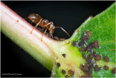 KS29735-Ants faeming Aphids.jpg