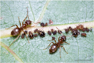 KS29740-Ants farming Aphids.jpg