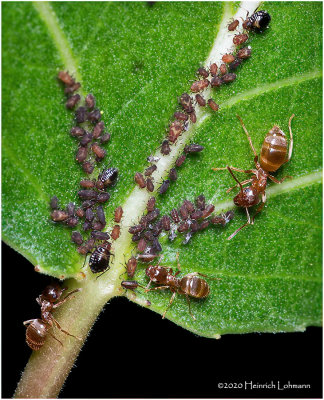 KS29746-Ants farming Aphids.jpg
