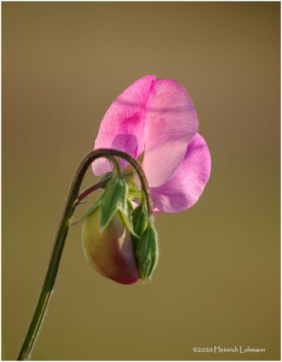 K422089-Sweet Pea.jpg