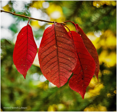 DSC3231-Fall Colours.jpg