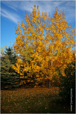 DSC3273-Fall Colours.jpg