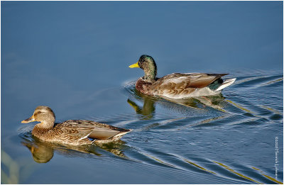 K422270-Mallard Pair.jpg