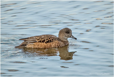 KP27010-American Wigeon-female.jpg