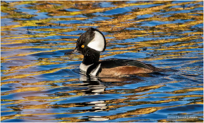 KP27058-Hooded Merganser-male.jpg