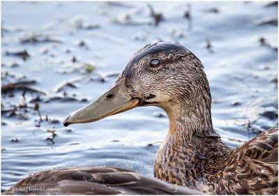 KP27083-Northern Pintail-female.jpg