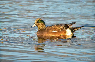 KP27096-American Wigeon-male.jpg