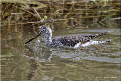 KP27379-Greater Yellowlegs.jpg