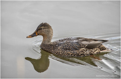 KP27806-Mallard-female.jpg