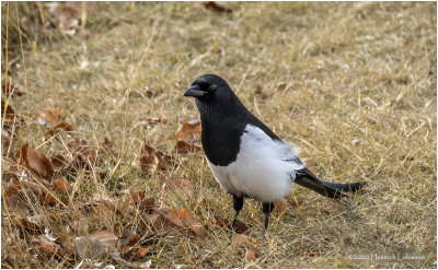 KP27903-Black-billed Magpie.jpg