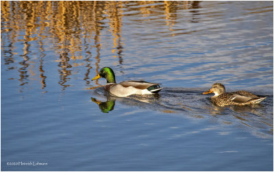 KP28031-Mallards.jpg