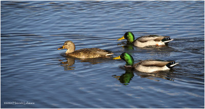 KP28049-Mallards.jpg