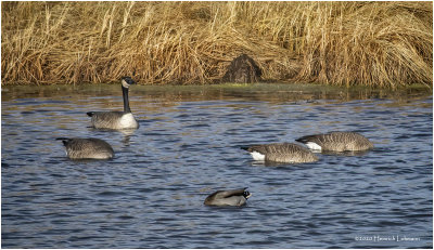 KP28068-Canada Geese ana Mallard.jpg