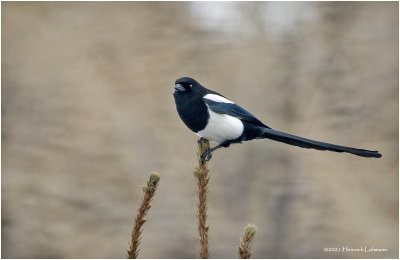 KP28405-Black-billed Magpie.jpg