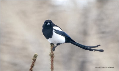 KP28417-Black-billed Magpie.jpg