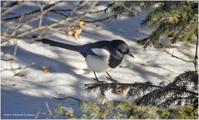 KP28382-Black-billed Magpie.jpg