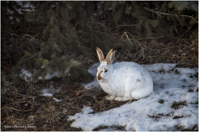 KP28478-Hare.jpg